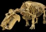 sculpt realistic 3d printable bones, skeletons, skulls, characters